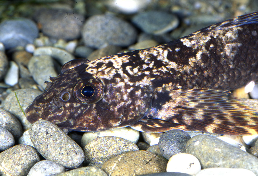 Cheimarrichthys fosteri